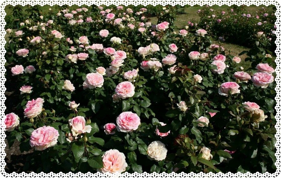 Róża wielkokwiatowa Souvenir de Baden - Baden